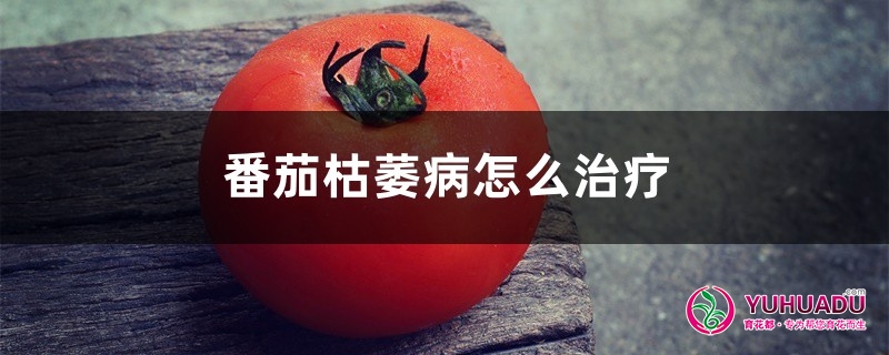 番茄枯萎病怎么治疗